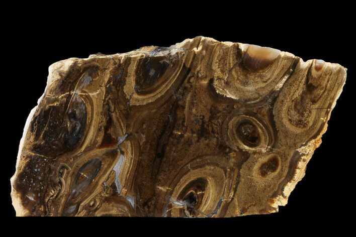 fossil first colony